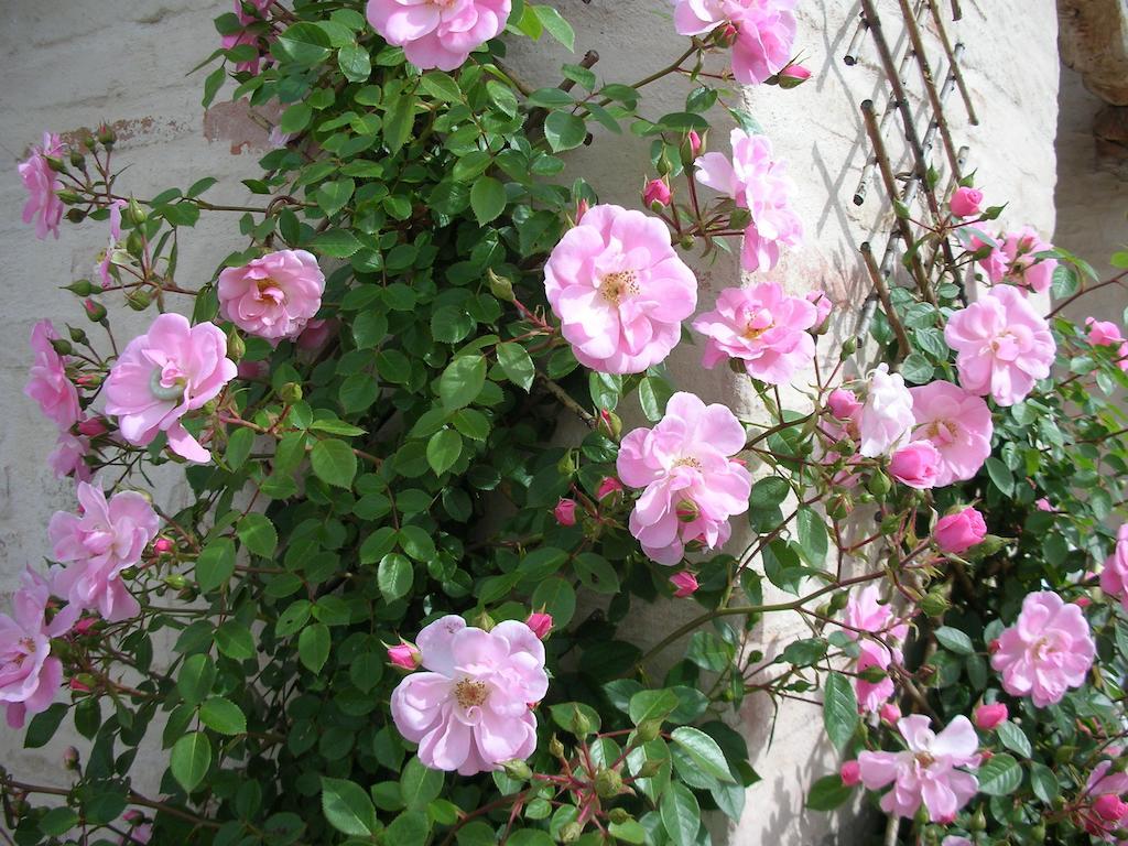 Bed and Breakfast Poggio Dei Prugnoli Tavoleto Zewnętrze zdjęcie