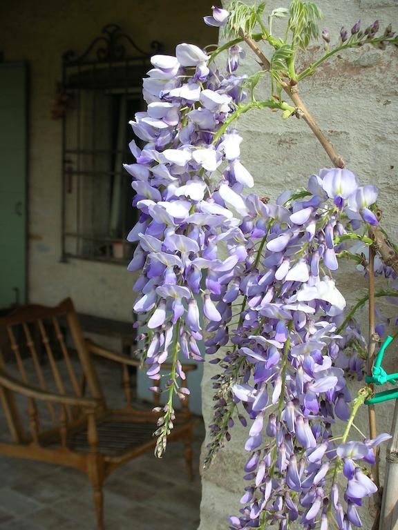 Bed and Breakfast Poggio Dei Prugnoli Tavoleto Zewnętrze zdjęcie